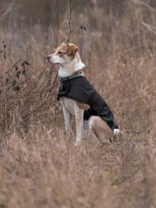 Scippis DriTec Dog Coat koiran takki