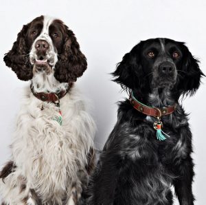 DWAM Koiran kaulapanta Urban