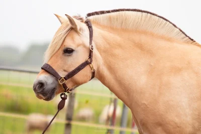 Riimu nahkaa EDIX Kaily Leather Halter